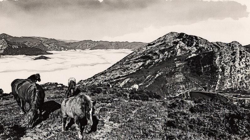 Vários cavalos, na Laguna de Sobia, no concejo de Teverga (Astúrias). (Foto: Ricardo Algar - GETTY IMAGES)