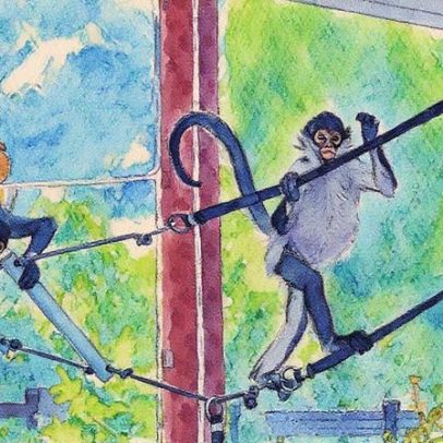 Quatro macacos-aranha mexicanos passam por reabilitação no zoológico de St. Louis