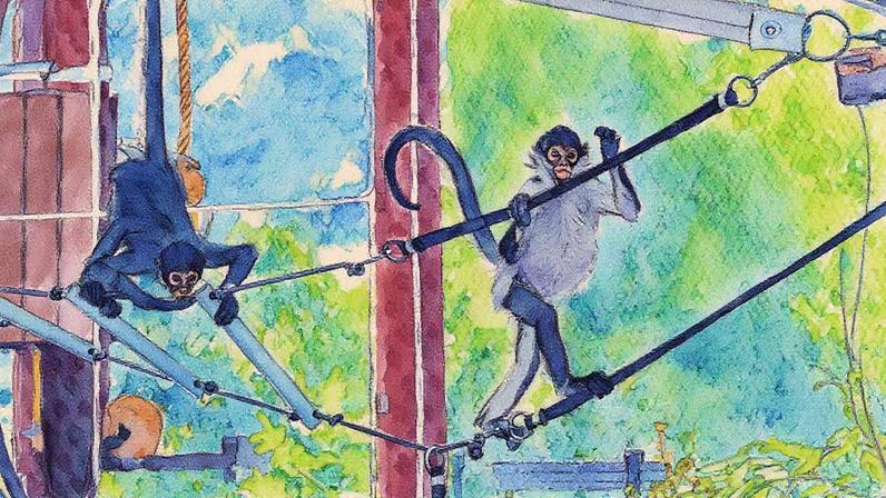Monos-aranha resgatados no Zoológico de St. Louis, Misuri, em agosto de 2025. (Foto: RAY MEIBAUM (SAINT LOUIS ZOO))