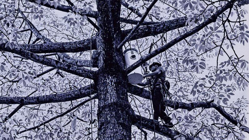 Homem instala ninho artificial em árvore no Victoria Park, em Hong Kong, para ajudar na preservação da cacatua-de-crista-amarela, uma das aves mais ameaçadas do mundo. (Foto: YAN ZHAO/AFP)