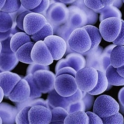 Gene mutante ameaça eficácia de antibióticos contra infecções hospitalares