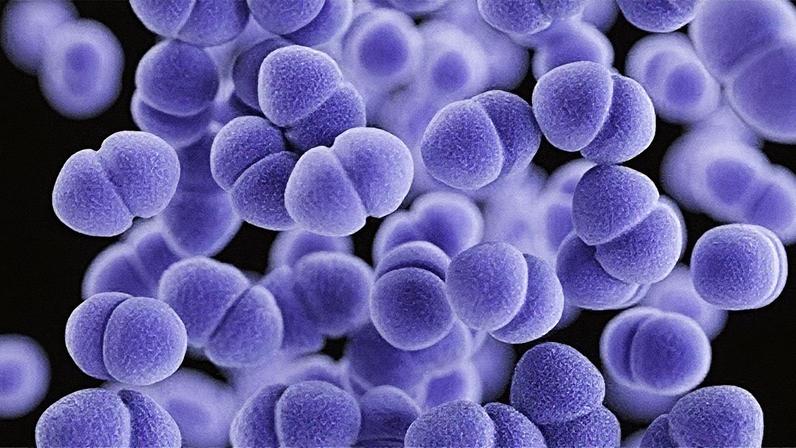 Grupo de bactérias da espécie Enterococcus faecium resistente à vancomicina (VRE), no formato de duas cúpulas circulares, de cor azul sulferino (Foto: USP Imagens)