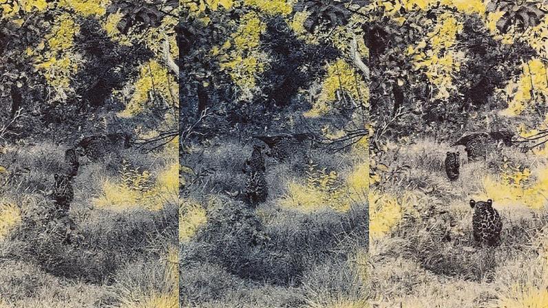 A cena foi registrada pelo biólogo e guia do Projeto Onçafari, Bruno Sartori, que acompanha de perto a vida selvagem na região. (Foto: Bruno Sartori)