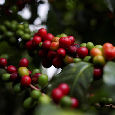 Café e carne bovina do Brasil podem escapar das tarifas de Trump?
