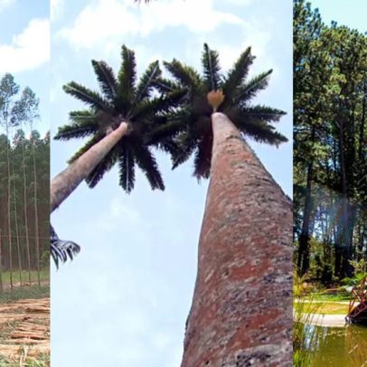 DF substitui árvores exóticas por espécies nativas para preservar o Cerrado