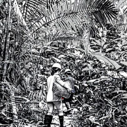 Bioeconomia impulsiona novas oportunidades de desenvolvimento sustentável no Brasil