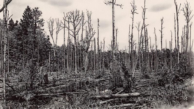 Floresta Białowieża na Polônia (Foto: REUTERS/Kacper Pempel)