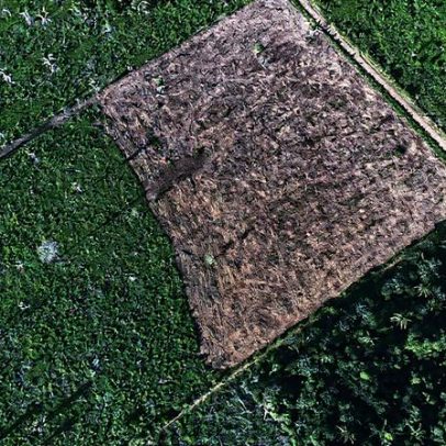 Ibama apura compra de gado por JBS e frigoríficos de áreas desmatadas