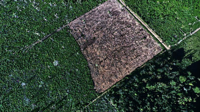 Área desmatada da floresta amazônica na reserva indígena Cachoeira Seca, no Pará (Foto: Reprodução)
