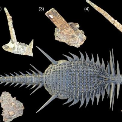 Dinosaurio espinhoso da África desafia teorias sobre evolução dos anquilossauros