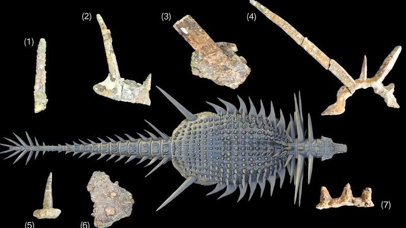 Reconstrução de vida de um anquilossauro Spicomellus afer, mostrando posições hipotéticas de armaduras fossilizadas, incluindo espinhos isolados, estruturas compostas, espinhos sobre a pelve e um colar de espinhos no pescoço (Foto: Reprodução)