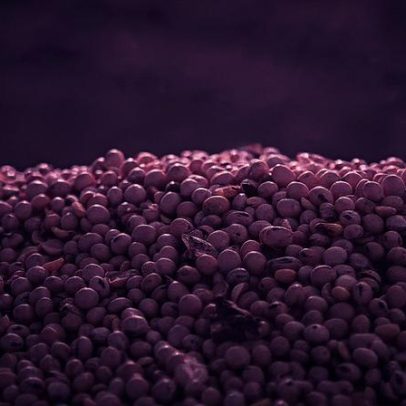 AgriBiz capta US$ 60 milhões para financiar soja sustentável e livre de desmatamento