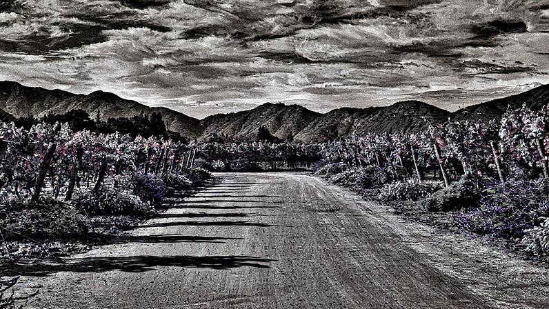 Vinhedo de Cabernet Sauvignon da chilena Emiliana (Foto: Divulgação / Emiliana)