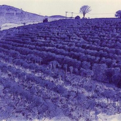Agricultura brasileira enfrenta riscos com geadas e altas temperaturas