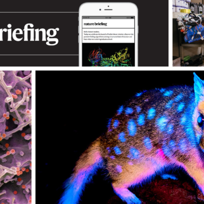 Marsupial biofluorescente encanta em imagens científicas do mês