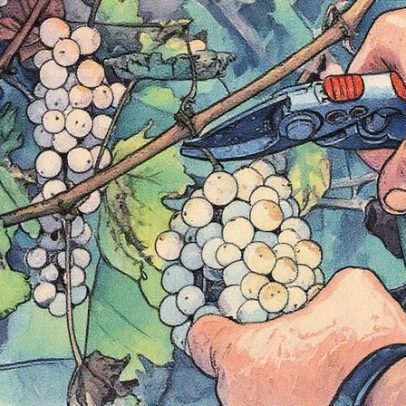Champagne inicia colheita antecipada para as vinhas de 2025