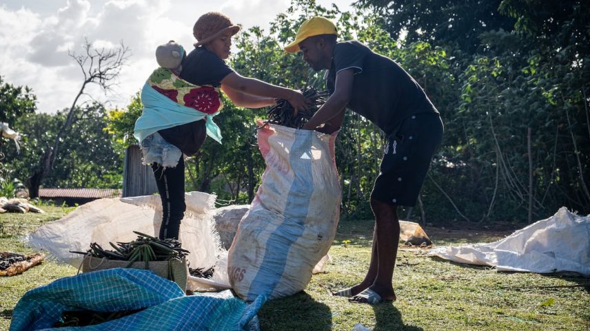 Uma família recolhe vagens de baunilha na aldeia de Andasimahay, no nordeste de Madagascar, em 25 de maio de 2025. (Foto: Joost Bastmeijer)