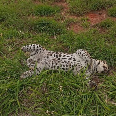 Jaguatiricas são atropeladas em rodovias de Flora Rica e Regente Feijó