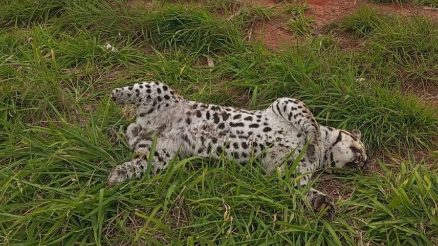 Jaguatirica foi atropelada em Regente Feijó (SP) (Foto: Polícia Militar Ambiental)