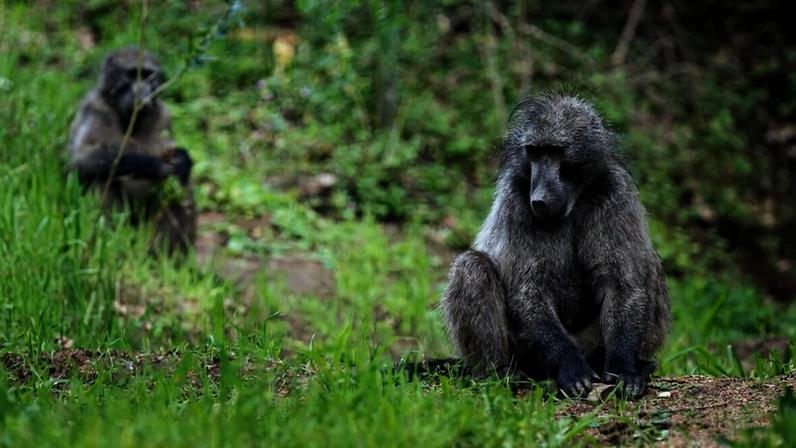 Baboons forage near Constantia, Cape Town. Monday, Sept. 17, 2018. (AP Photo/Halden Krog)