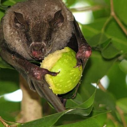 Animais dispersores de sementes em declínio, impactando florestas e clima: estudo