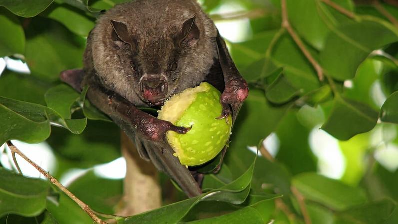 A Jamaican fruit bat (Artibeus jamaicensis), among the many species that help disperse plant seeds, by keesgroenendijk via Wikimedia Commons (CC BY 4.0).