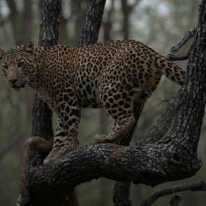 Índia: humanos e leopardos chegam a cidades; preservar habitat é crucial