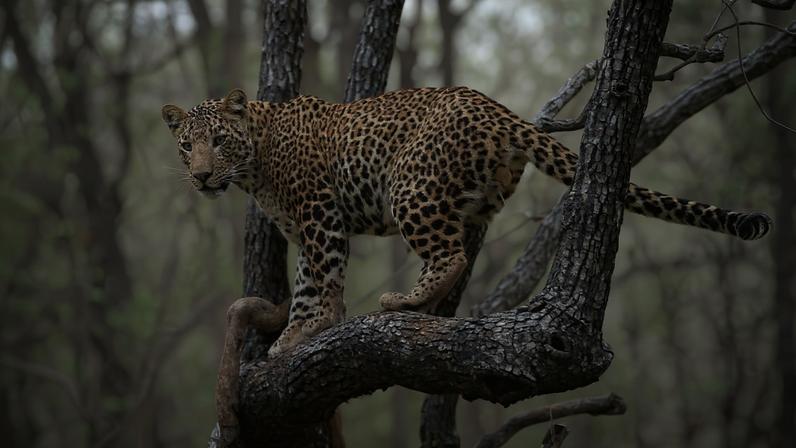 Two leopards photographed in India’s Satpura National Park, in Madhya Pradesh. Image by Davidvraju via Wikimedia Commons (CC BY-SA 4.0).