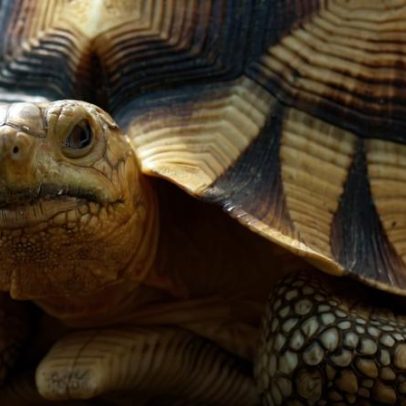 54% de tartarugas e jabutis em risco de extinção