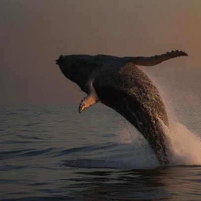 Onde ver baleias no Brasil: destinos das gigantes da Bahia a Santa Catarina