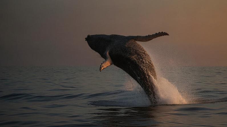 Salto de baleia-jubarte na Bahia, principal ponto de reunião da espécie no mar do Brasil