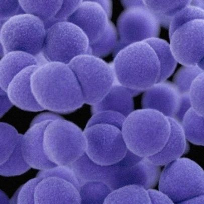 Gene mutante oferece esperança no combate a superbactéria hospitalar resistente