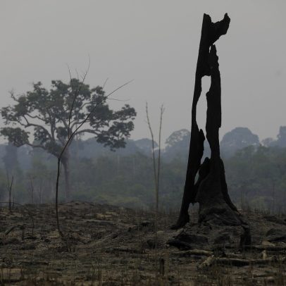 Desmatamento avança em ano da COP30 e preocupa especialistas ambientais