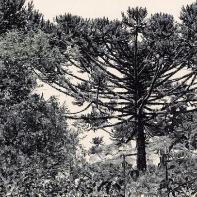 Líderes tribais presos por desmatamento da última reserva de araucárias do Brasil