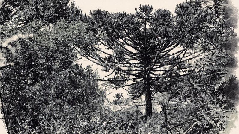 ARAUCÁRIA - Espécie em risco: território indígena de Mangueirinha tem a última reserva contínua do país (Foto: Anderson Kassner-Filho/Floresta SC/Divulgação)