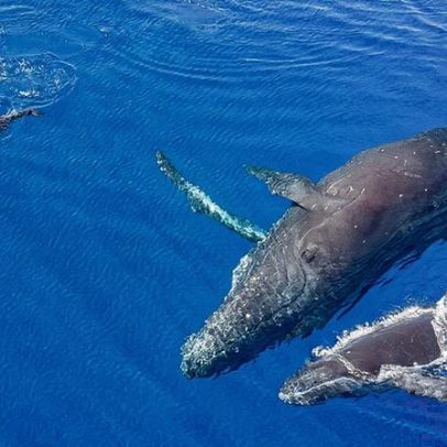 Baleias e golfinhos mostram amizade em vídeos surpreendentes da natureza