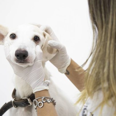 Câmara propõe dedução de despesas com tratamento de animais no Imposto de Renda