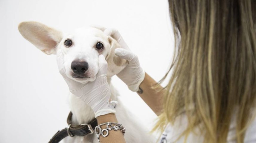 Cão em consulta na unidade Tijuca do Hospital Popular de Medicina Veterinária (Foto: Gabriel Monteiro/ Agência O Globo)