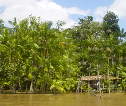 Árvores da Amazônia sofrem com os impactos das secas severas recentes