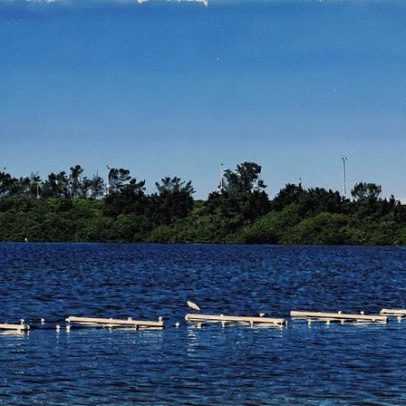 Alga é testada na Lagoa de Marapendi para despoluição ambiental eficaz