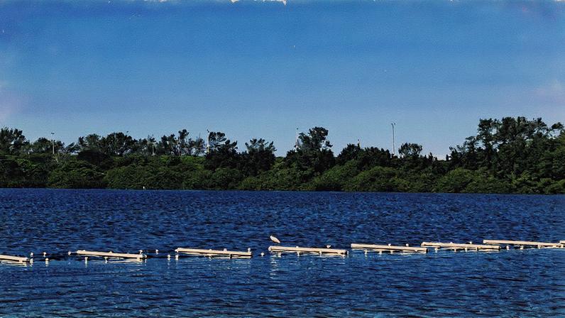 A balsa de cultivo de algas na Lagoa de Marapendi (Foto: Divulgação)