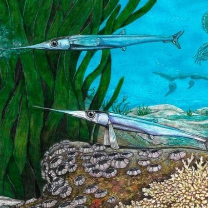 Pesquisadores brasileiros identificam nova espécie de peixe pré-histórico na Antártica