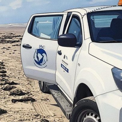 350 pinguins são encontrados mortos em praias do litoral paulista