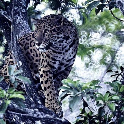 Jaguar ganha fôlego no México com aumento significativo da população