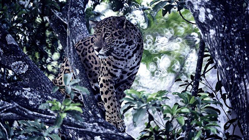 Um exemplar de jaguar, em Chiapas (México). (Foto: Adalberto Rios Szalay/Sexto Sol/Getty Images)