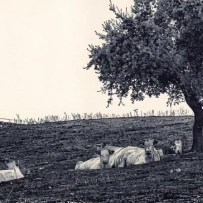 Incêndios na Espanha causam prejuízos históricos a agricultores e pecuaristas