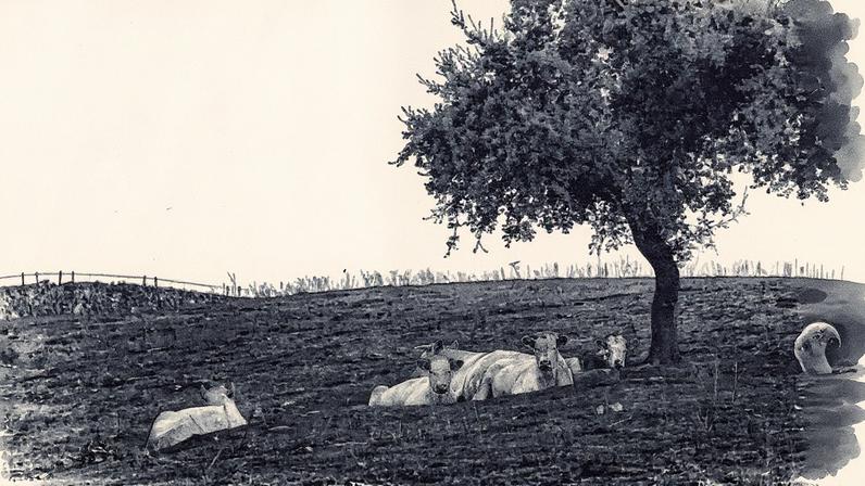 Várias vacas sentadas sobre terra queimada, em Casar de Cáceres, no dia 16 de agosto. (Foto: Claudio Álvarez)