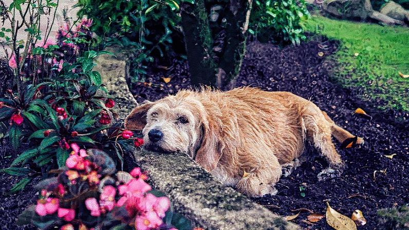 6 plantas que atraem carrapatos para evitar ter em casa (Foto: Getty Images)