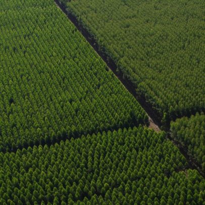 Dexco preserva florestas e aumenta produtividade com madeira certificada