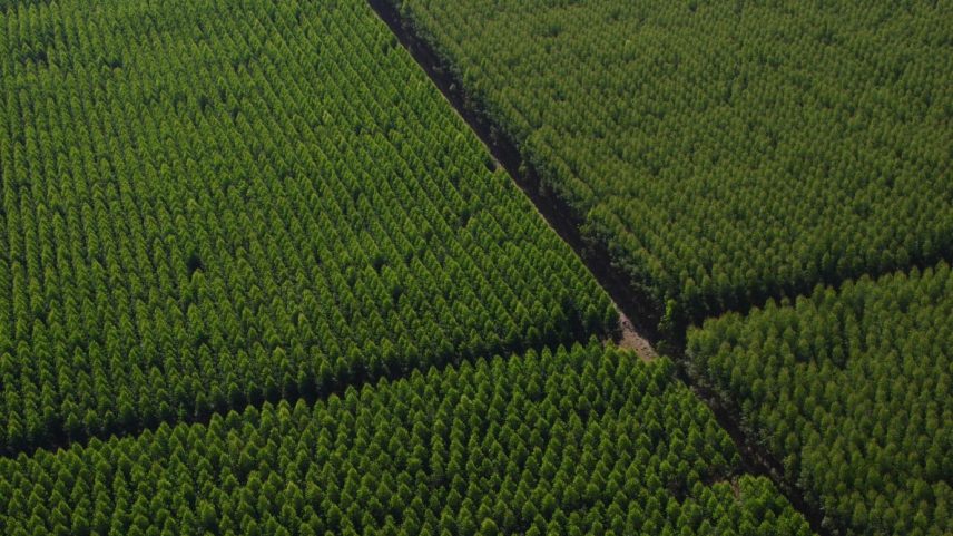 A empresa inaugura nesse ano um renovado plano de sustentabilidade que estrutura metas até 2030, incluindo redução de emissões de carbono e aumento da matriz energética renovável (Foto: Dexco/Divulgação)